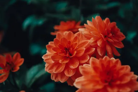 Dahlia 4K Wallpaper · flowers · 3840×2560