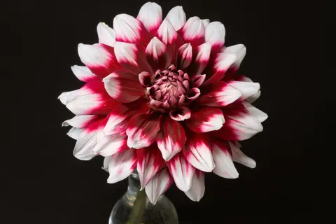 Dahlia 4K Wallpaper · flowers · 3840×2560