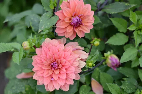Dahlia 4K Wallpaper · flowers · 3840×2560