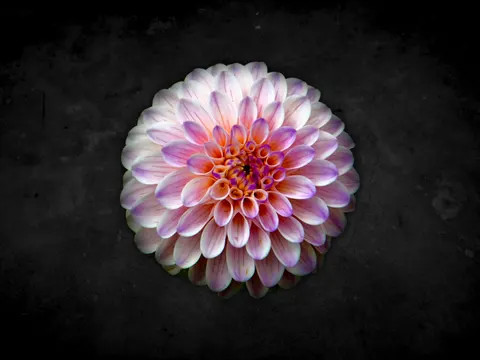Dahlia 4K Wallpaper · flowers · 3840×2880