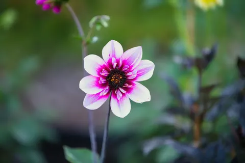 Dahlia 4K Wallpaper · flowers · 3840×2560
