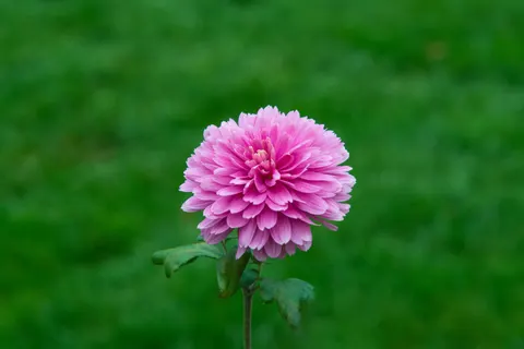 Dahlia 4K Wallpaper · flowers · 3840×2563