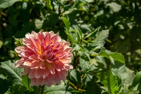 Dahlia 4K Wallpaper · flowers · 3840×2560