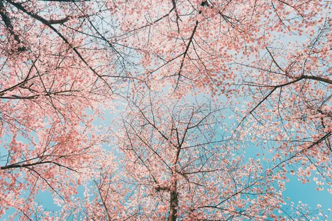 Kiraz Çiçeği Ağacı 4K Duvar Kağıdı · flowers · 3840×2560