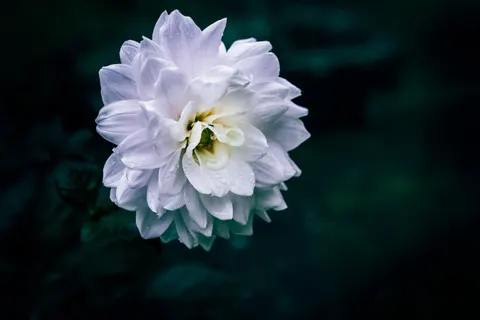 Dahlia 4K Wallpaper · flowers · 3840×2560
