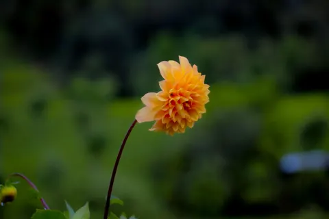Dahlia 4K Wallpaper · flowers · 3840×2560