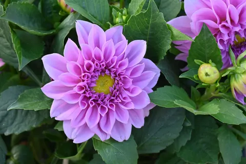 Dahlia 4K Wallpaper · flowers · 3840×2563