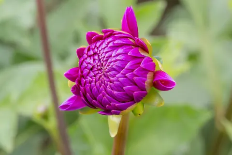 Dahlia 4K Wallpaper · flowers · 3840×2560