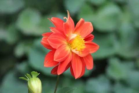 Dahlia 4K Wallpaper · flowers · 3840×2560