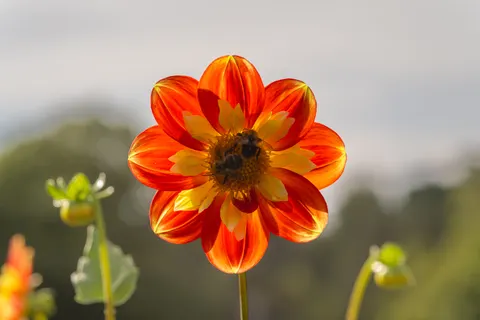 Dahlia 4K Wallpaper · flowers · 3840×2560