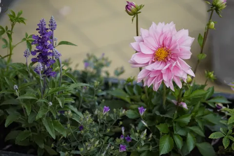 Dahlia 4K Wallpaper · flowers · 3840×2560