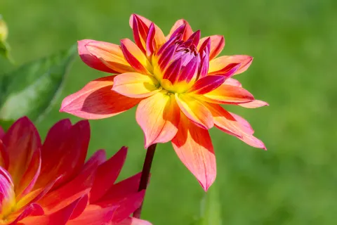 Dahlia 4K Wallpaper · flowers · 3840×2560