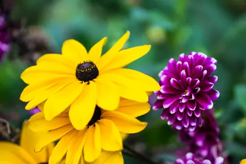 Dahlia 4K Wallpaper · flowers · 3840×2560