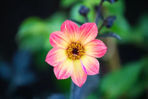 Dahlia 4K Wallpaper · flowers · 3840×2560