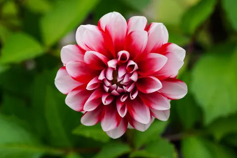 Dahlia 4K Wallpaper · flowers · 3840×2560