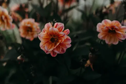 Dahlia 4K Wallpaper · flowers · 3840×2560