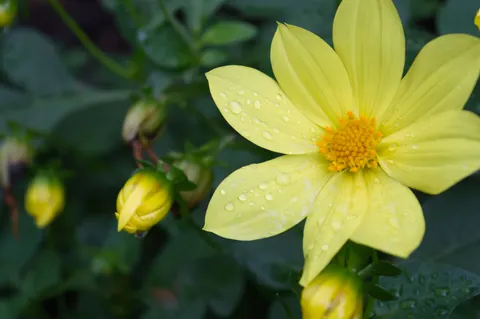 Dahlia 4K Wallpaper · flowers · 3840×2553