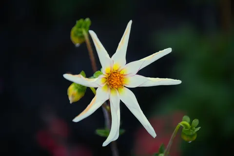 Hình nền Hoa thược dược 4K · flowers · 3840×2560