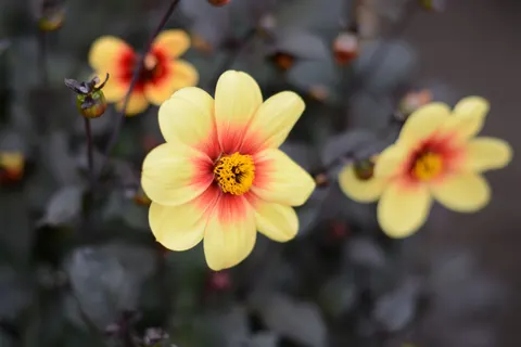 Dahlia 4K Wallpaper · flowers · 3840×2560