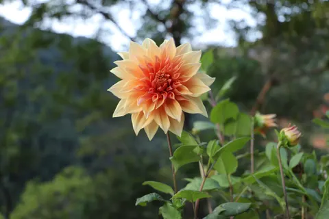 Dahlia 4K Wallpaper · flowers · 3840×2560
