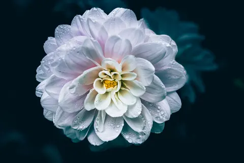 Dahlia 4K Wallpaper · flowers · 3840×2560