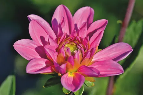 Dahlia 4K Wallpaper · flowers · 3840×2560
