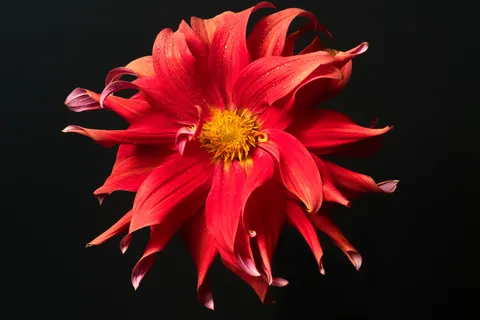 Dahlia 4K Wallpaper · flowers · 3840×2560