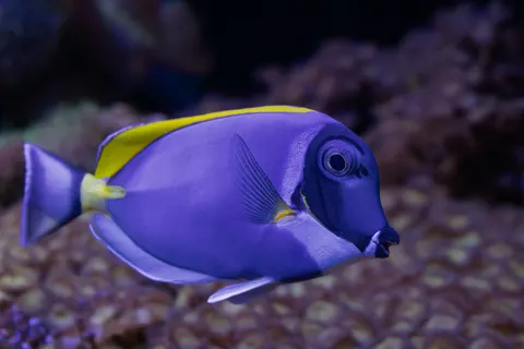 والپیپر ماهی صخره مرجانی با کیفیت 4K · ocean · 3840×2560