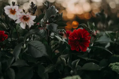 Dahlia 4K Wallpaper · flowers · 3840×2560