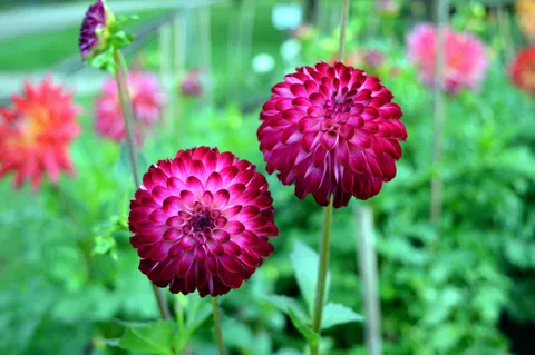 Dahlia 4K Wallpaper · flowers · 3840×2553