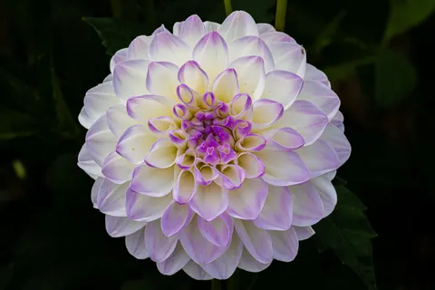 Dahlia 4K Wallpaper · flowers · 3840×2560