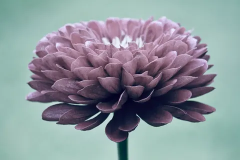 Dahlia 4K Wallpaper · flowers · 3840×2560