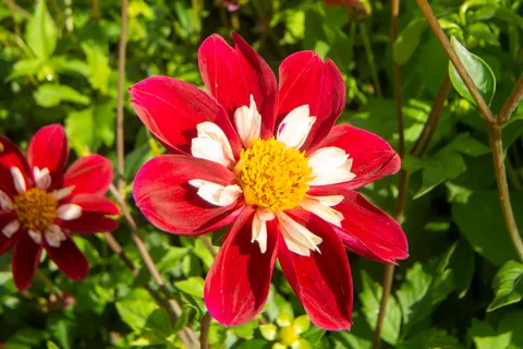 Dahlia 4K Wallpaper · flowers · 3840×2560
