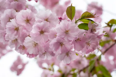 Cherry Blossom Tree 4K Wallpaper · flowers · 3840×2563