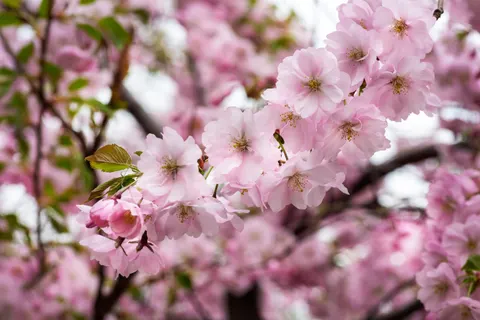 Cherry Blossom Tree 4K Wallpaper · flowers · 3840×2563