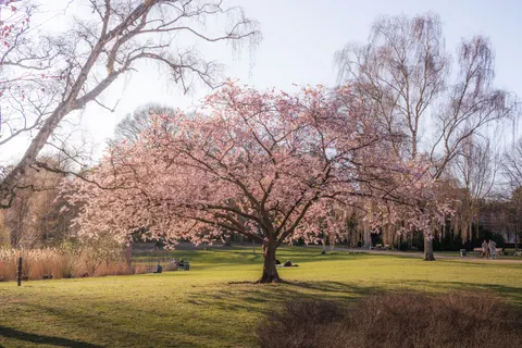 Cherry Blossom Tree 4K Wallpaper · flowers · 3840×2560