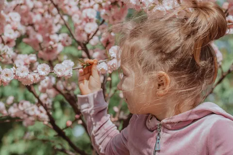 Cherry Blossom Tree 4K Wallpaper · flowers · 3840×2560