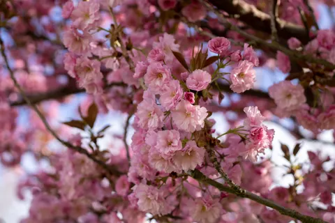 Kirschblütenbaum 4K Hintergrundbild · flowers · 3840×2560