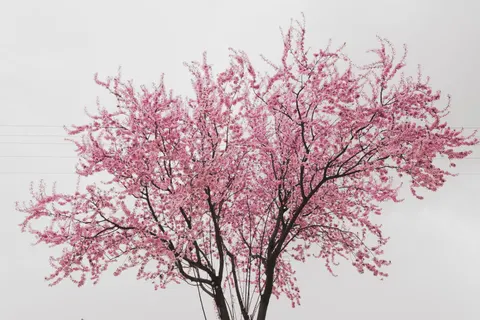 Cherry Blossom Tree 4K Wallpaper · flowers · 3840×2560