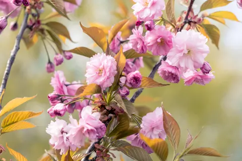 Cherry Blossom Tree 4K Wallpaper · flowers · 3840×2560