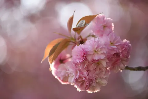 Cherry Blossom Tree 4K Wallpaper · flowers · 3840×2563