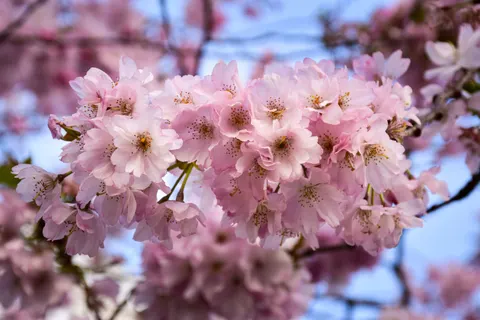 Cherry Blossom Tree 4K Wallpaper · flowers · 3840×2560