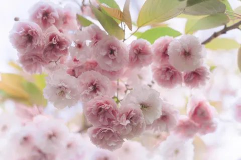 Tapeta Kwitnąca wiśnia 4K · flowers · 3840×2560
