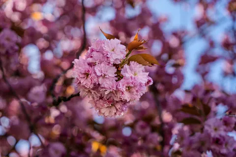 Cherry Blossom Tree 4K Wallpaper · flowers · 3840×2560