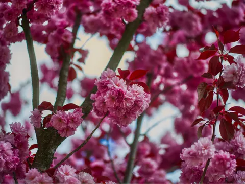 桜の木 4K壁紙 · flowers · 3840×2880