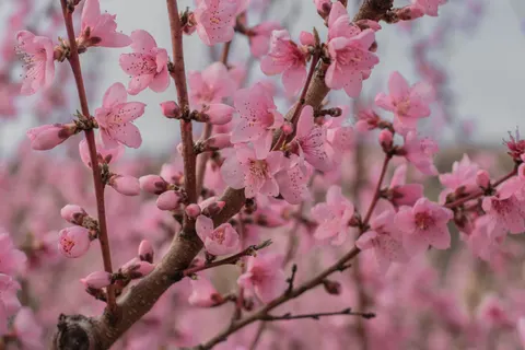 Cherry Blossom Tree 4K Wallpaper · flowers · 3840×2560