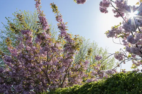 Cherry Blossom Tree 4K Wallpaper · flowers · 3840×2560