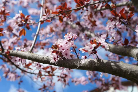 벚꽃나무 4K 배경화면 · flowers · 3840×2560