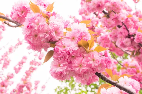 Cherry Blossom Tree 4K Wallpaper · flowers · 3840×2560
