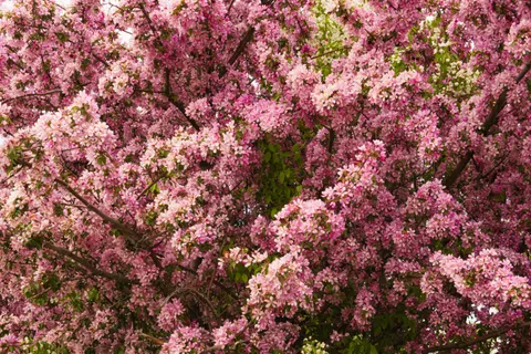 Cherry Blossom Tree 4K Wallpaper · flowers · 3840×2560